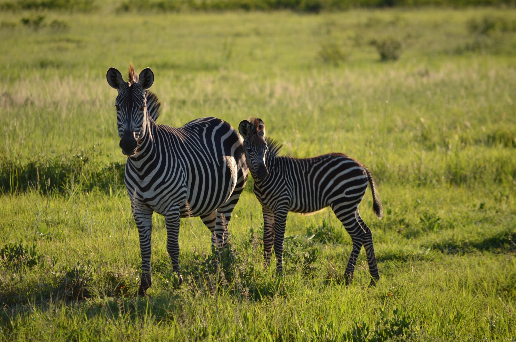 Calve Zebra